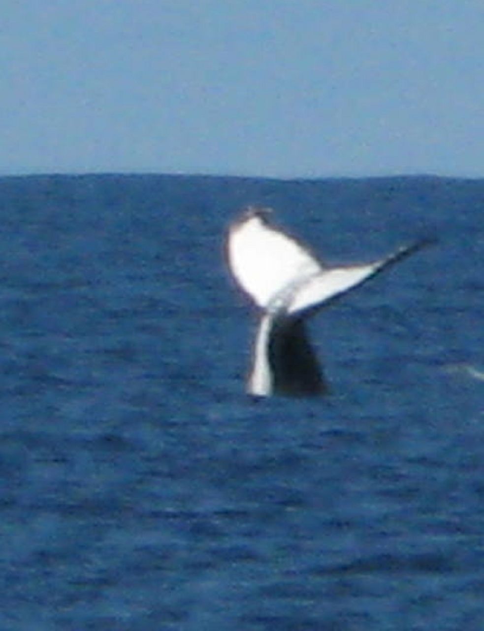Wal